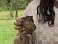 Cane toads set to hit the big screen