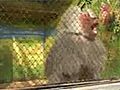 Baboon Punk Rocks Zoo