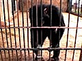 National Geographic Animals - Are You Smarter Than a Chimp?