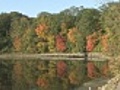 Reflecting Autumn Trees