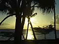 Royalty Free Stock Video SD Footage Sun Glinting Between Trees at Sunset on Kaanapali Beach in Maui,  Hawaii