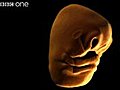 Face Development in the Womb