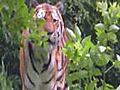 Siberian Tiger Nurijev - Save the Tigers - Baby Gorilla Kajolu - Munich Zoo - Floodwater Isar River