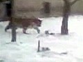 Squirrel escapes tiger’s paw at NY zoo