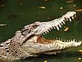 Crocodile Attack: Police Find Human Remains