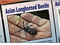 Learning About Asian Longhorned Beetles