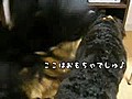 犬部屋