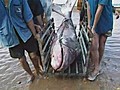 Giant Catfish Returns To Mekong River