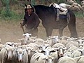 Wolle auf Wanderschaft: Mit Langstreckenschäfern in ...