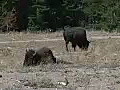 Royalty Free Stock Video HD Footage Buffalo Grazing in a Field in Grand Teton National Park