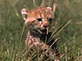 African Cats: Kingdom of Courage - Clip - Fiercest Hunters in the Land