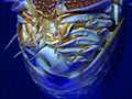 Meet the Chambered Nautilus,  a Living Fossil