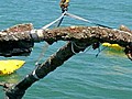 Blackbeard’s Anchor Recovered