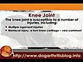 Dog Arthritis and Common Joint Problems - The Back Legs