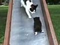 Kittens on a Slide!