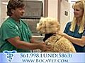 Boca Raton,  Animal Hospital, Animal Surgery, Cat Boarding, FL 33487