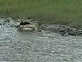 Crocodile Eats Tortoise..Very Crunchy!