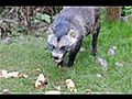 Marderhund beim Fressen im Wildgehege Hellenthal