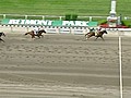 Bird Run wins the Brooklyn