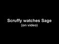 Scruffy watches Sage