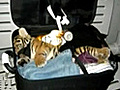 Tiger cub found in suitcase at Thai Airport