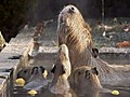 Giant Rodents Enjoy Hot Springs