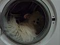 Lustig Hund in Waschmaschiene
