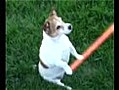 My Dog is a Jedi - Clip Scene 1