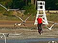 Beach dog: Chasing seagulls off the sand