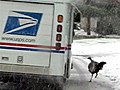 Forget the dog! Mailman faces angry bird