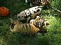 Baby Tiger and Piglet Spooning