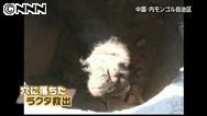 穴に落ちたラクダ、救出の一部始終　中国