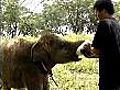 Indonesia welcomes baby elephants