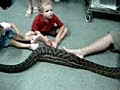 Amethystine (Scrub) Python gets a medical checkup after it ate a cat