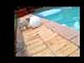 Pug Puppy Drops The Ball At The Pool