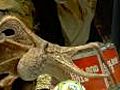 Paul the octopus backs England’s 2018 bid