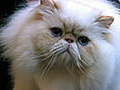 Persian Cat Breed Profile