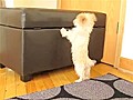 Puppy Tries To Jump Over Obstacle