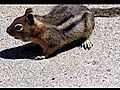 Chipmunk Highlight at Mt St Helens,  Johnston Ridge Observatory