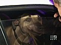 Dog rescues family from fire