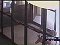 A deer runs right into a downtown bank today