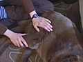 Pet massage