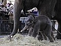 Elefantennachwuchs im Berliner Zoo