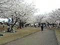 常願寺川公園も万朶の桜　全開！！