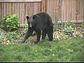 Black Bear Causes Ruckus In Virginia Beach