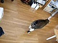 猫子遊びのお誘い