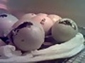 Chickens and Ducks eggs are hatching  **** LIVE NOW **** Come and Watch !