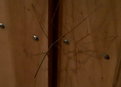 Invasion of the Stick Bug