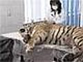 Russia,  trovata morta una tigre siberiana