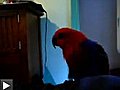 Ruby le perroquet qui se prend pour un chat